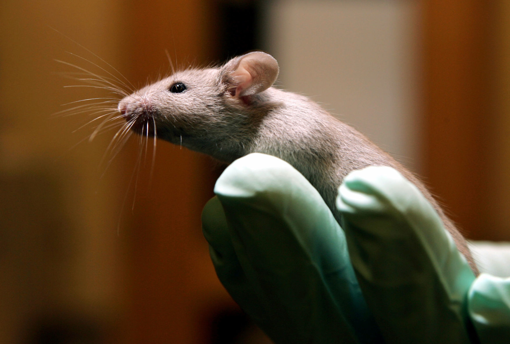 Mouse